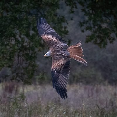 Keswick Hotel: Birds of prey